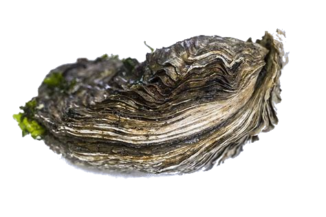 Image d'huitre de taog pour rappeler que l'on a oublier son mot de passe